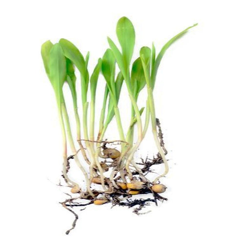 Corn - OP Microgreen Seeds